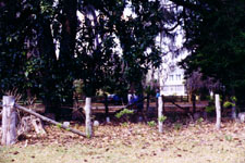 Large view of Atkinson Cemetery at Black Hammock